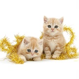 Ginger kittens with yellow Christmas tinsel