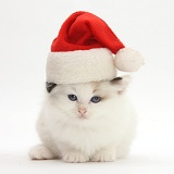 Ragdoll-cross kitten wearing a Santa hat