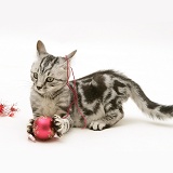 Silver tabby kitten trying to murder Christmas decorations