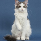 Grey-and-white cat on blue background