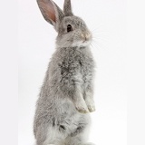 Baby silver bunny standing up