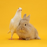 White dove and fluffy bunny on yellow background