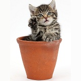 Cute tabby kitten in a flowerpot