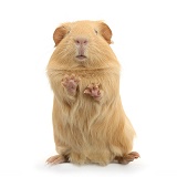 Yellow Guinea pig standing up