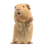 Yellow Guinea pig standing up and squeaking