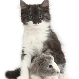 Fluffy silver-and-white kitten and Guinea pig