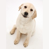 Yellow Labrador Retriever pup