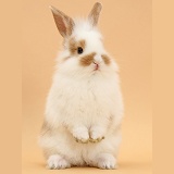 Young rabbit and standing on beige background