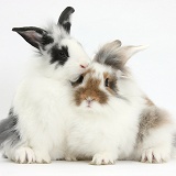 Two young Lionhead-cross rabbits