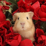 Cute baby yellow Guinea pig among red roses