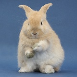 Young sandy rabbit about to groom on blue background