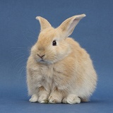 Young sandy rabbit sitting on blue background