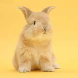 Cute sandy bunny on yellow background