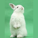 White rabbit standing up on green background