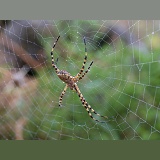 Spider - Argiope lobata