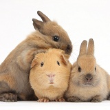 Yellow Guinea pig and brown bunnies together