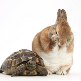 Rabbit and tortoise