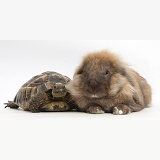 Lionhead Lop rabbit with a tortoise