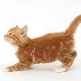 Ginger kitten about to leap