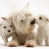Mother Westie with Westie x Cavalier pups