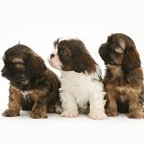 Three Cavazu pups