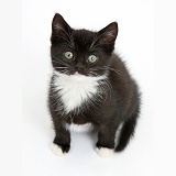 Black-and-white kitten sitting and looking up