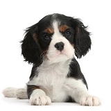 Tricolour Cavalier pup