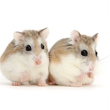 Two Roborovski Hamsters
