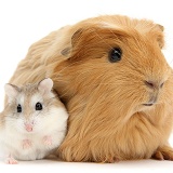 Ginger Guinea pig and Roborovski Hamster