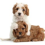 Cute Cavapoo puppies hugging