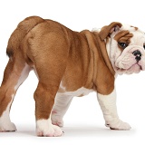 Bulldog puppy standing and looking back