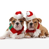 Bulldog puppies wearing Santa hat and scarf