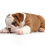 Cute bulldog pup looking coy