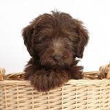 Chocolate Labradoodle puppy with sunflower