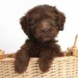 Chocolate Labradoodle puppy with sunflower