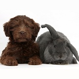 Chocolate Labradoodle puppy and rabbit