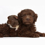 Chocolate Labradoodle puppy and Guinea pig