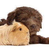 Chocolate Labradoodle puppy and Guinea pig