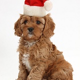 Cute Cavapoo puppy wearing Santa hat