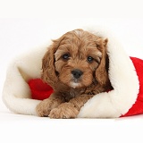 Cute Cavapoo puppy in a Santa hat