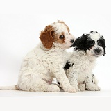 Cute Cavapoo puppies