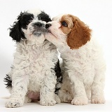 Cute Cavapoo puppies kissing