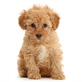 Cute red Toy Poodle puppy sitting
