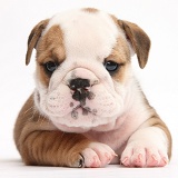 Cute bulldog pup