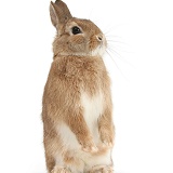 Sandy Netherland dwarf-cross rabbit standing