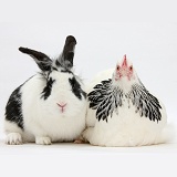 Light Sussex bantam hen and rabbit