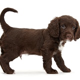 Chocolate Cocker Spaniel puppy standing