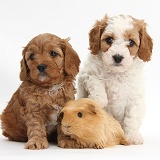 Cute Cavapoo puppies with a Guinea pig