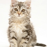 Tabby Maine Coon kitten sitting