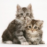 Tabby Maine Coon kittens